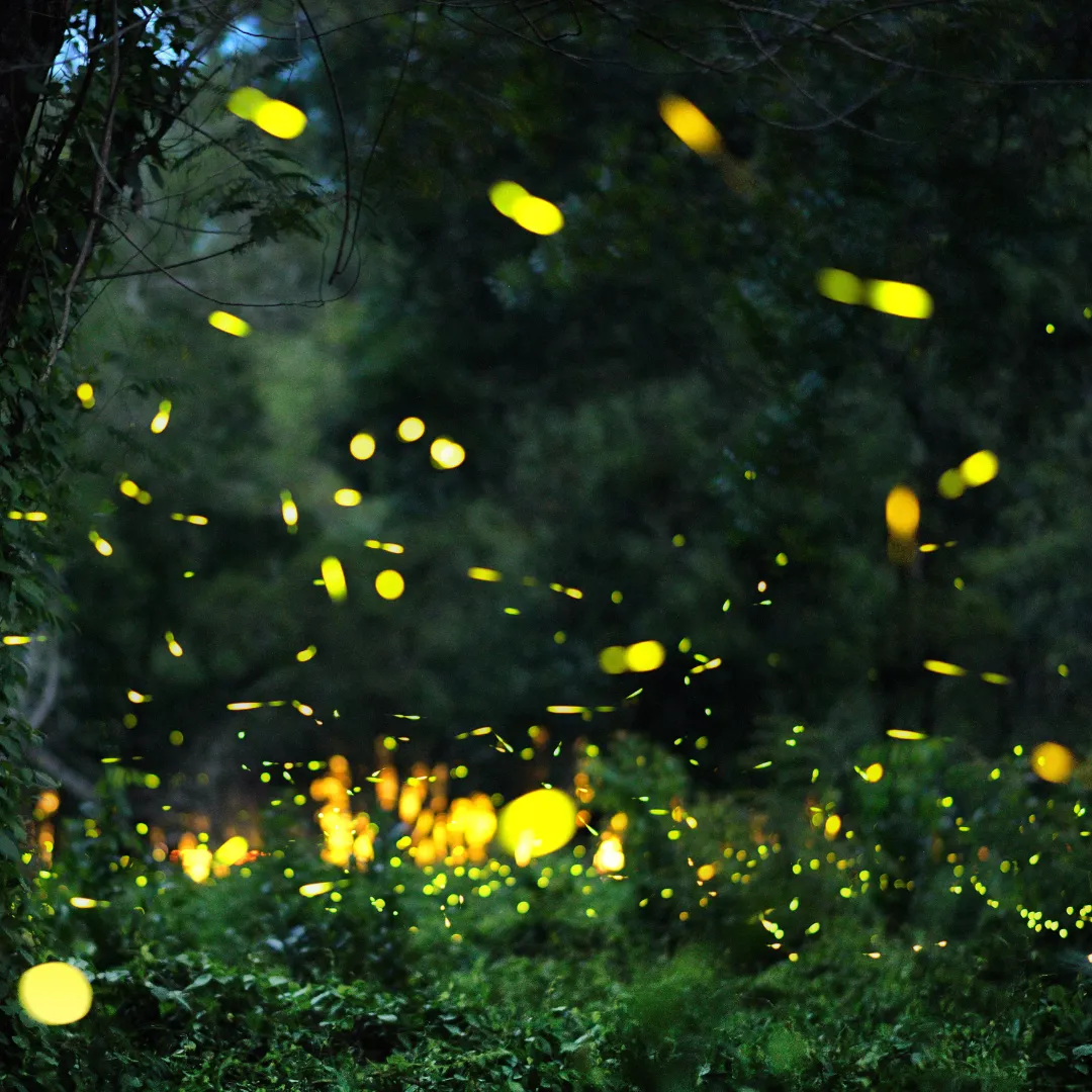 熱海梅園 ほたる観賞の夕べ-2025-