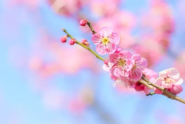 熱海梅園開園-2026-