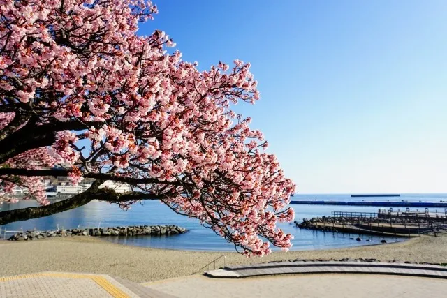 熱海桜満開情報ー2026年ー